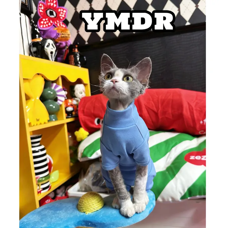 YMDR原创德文猫衣服无毛猫衣服德文帽子秋冬款A类纯棉四脚衣保暖