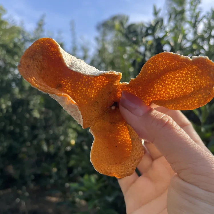 2025年新会陈皮核心一线梅江原种第六代圈枝大红二红皮陈皮（散装）