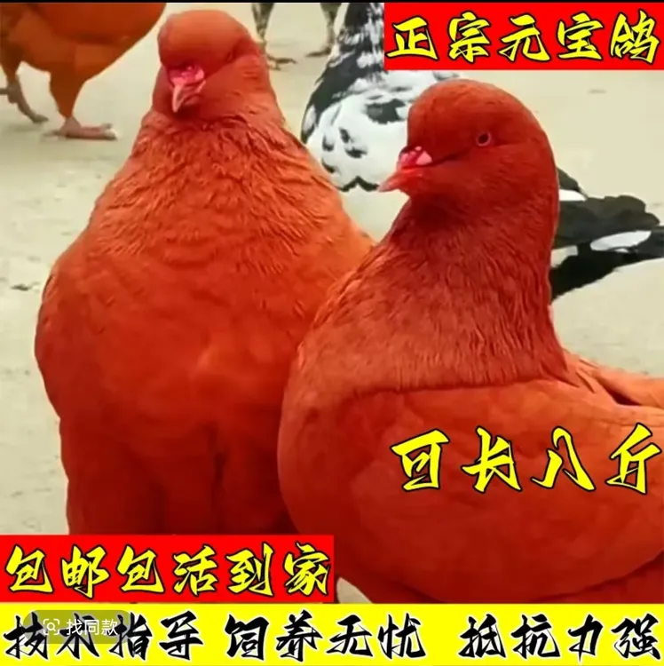 纯种元宝鸽一公一母大体鸽子观赏种鸽一对巨型包活包繁殖下蛋饲料