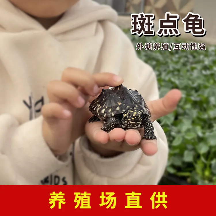 斑点龟斑点池龟活体鱼缸深水龟浅水龟清理鱼缸粪便龟斑点龟