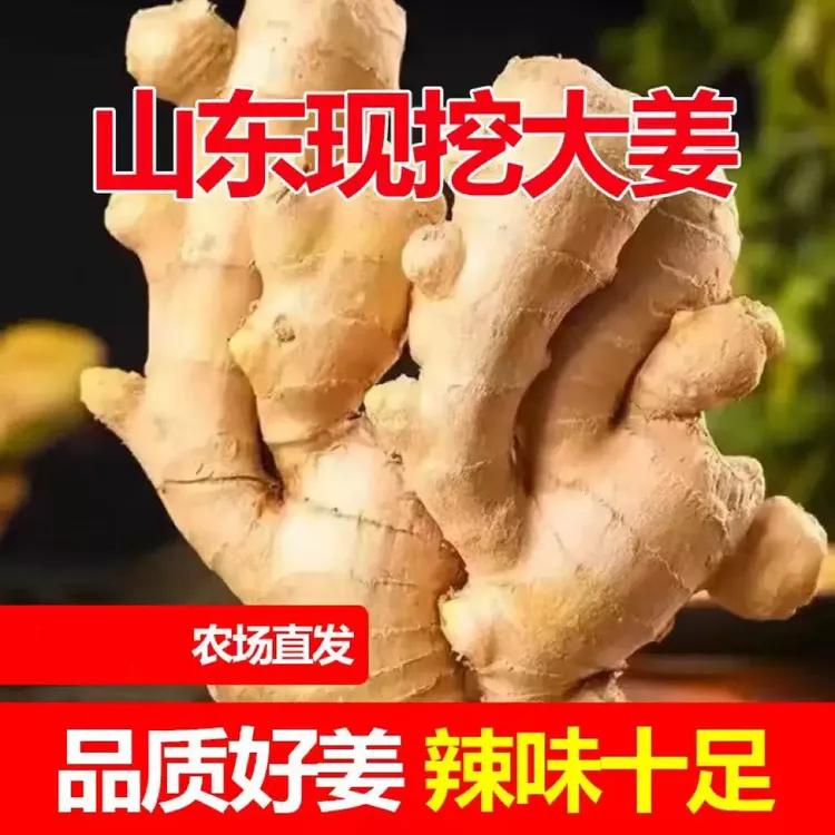 山东老黄姜现挖生姜老姜月子姜高山种植精品姜片