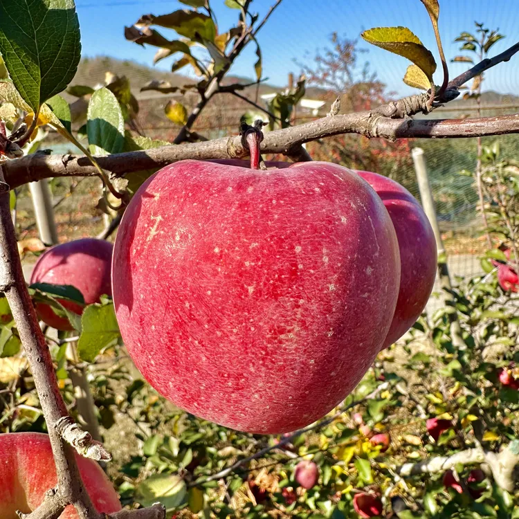 大连北纬38度 糖芯富硒富士苹果（荷兰进口根系）超甜现摘现发0农残