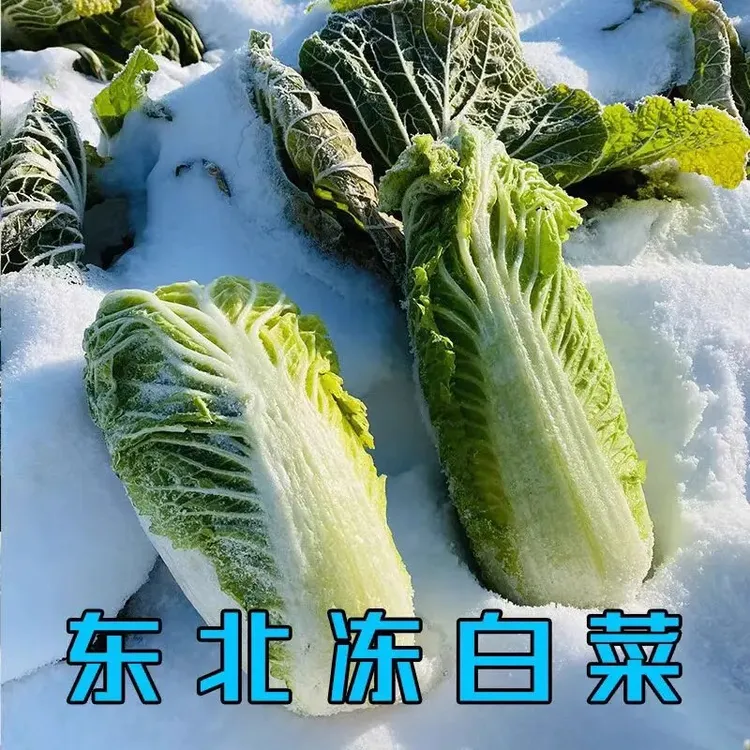 【东北人童年的味道】东北天然冰冻绿叶冻白菜微微清甜有嚼劲
