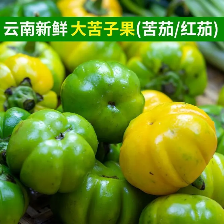 大苦子果云南德宏特产傣味特色杯苗种球可阳台种植野菜四季可种