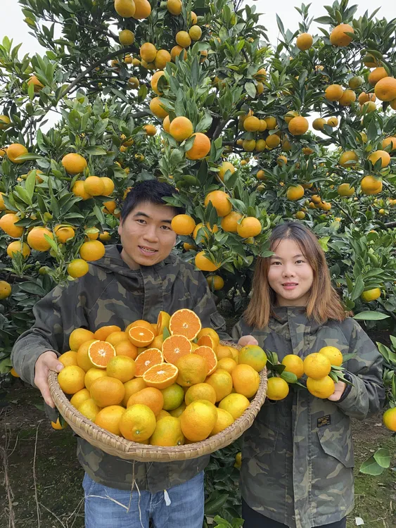 湖南石门秀坪早熟蜜桔现摘现发薄皮无籽蜜桔酸甜多汁新鲜应季水果