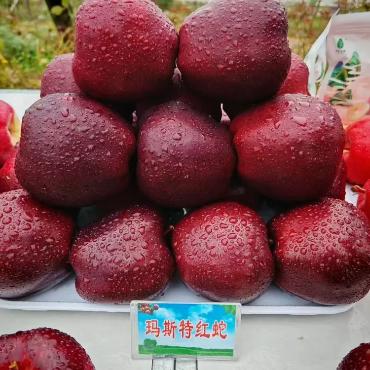 有机苹果 马斯特红蛇苹果 甘肃天水花牛苹果 脆粉两吃 香甜多汁 