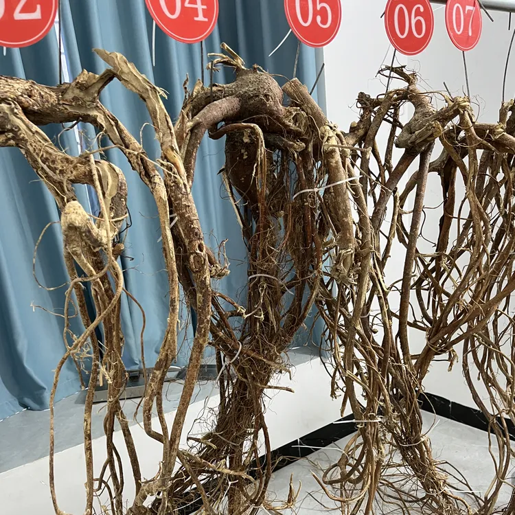 （整颗干货）深山野生五指毛桃买一拍一