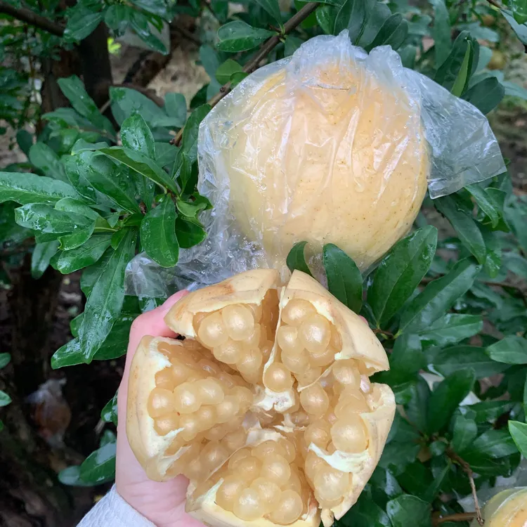 正宗怀远白花玉籽石榴