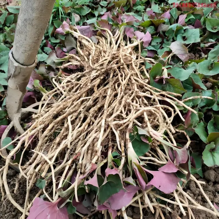 贵州农家自种折耳根露天种植新根上市脆嫩凉拌炒菜鱼腥草