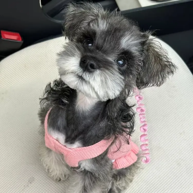 【大福家】雪纳瑞家养小型犬黑银纯白椒盐幼犬宠物活体小狗狗