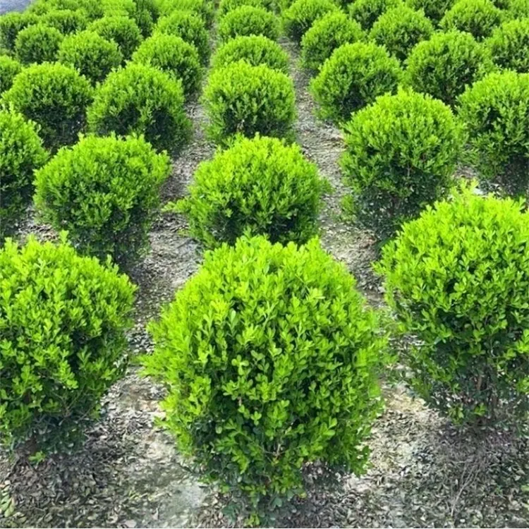 黄杨球四季常青别墅庭院地栽花坛耐寒绿化植物