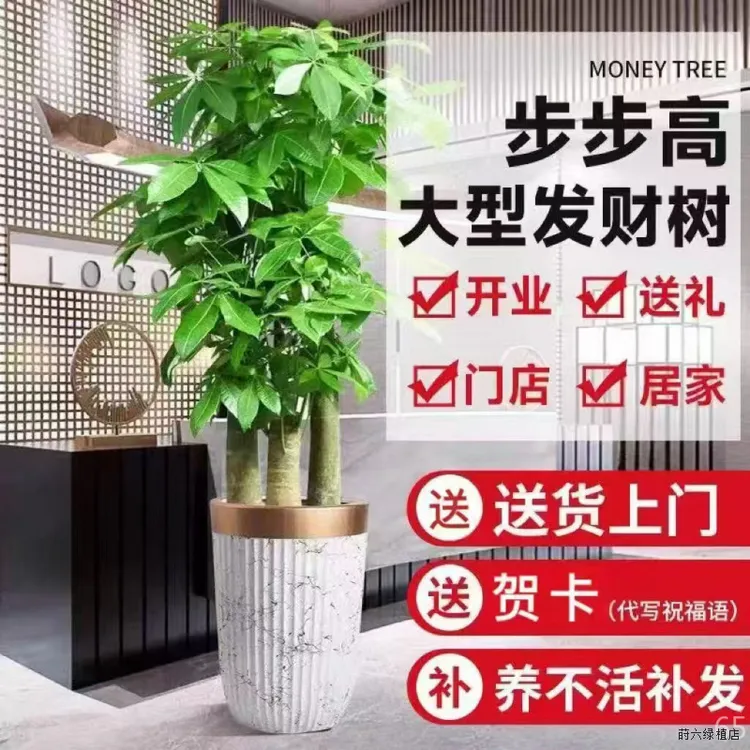 超大型步步高寓意好发财树乔迁开业礼品优选办公室客厅室内装点净