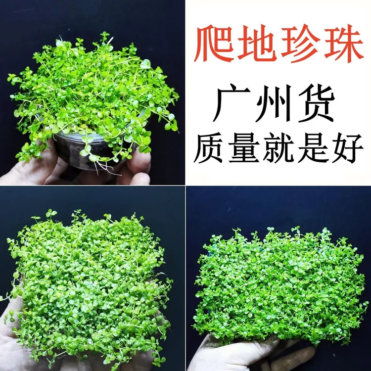 爬地矮珍珠大珍珠趴地鱼缸造景水草植物阴性前景草坪草皮真草活
