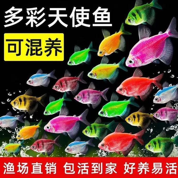 精品特大号七彩天使鱼小型热带观赏鱼颜色丰富好养耐活鱼观赏鱼