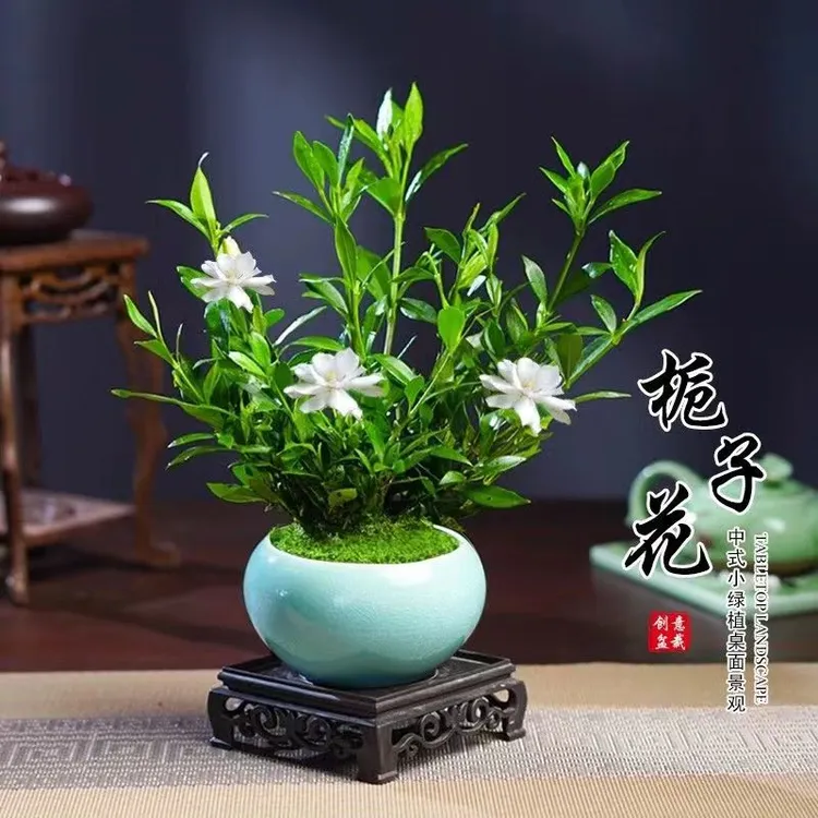 小叶栀子四季盆栽植物室内好养办公室桌面带盆景苞开小绿植C
