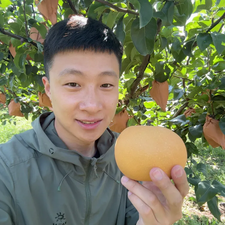 山东莱阳秋月梨4.2-4.7斤净