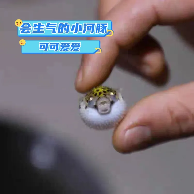 金娃娃潜水艇河豚淡水观赏鱼爱生气网红包邮