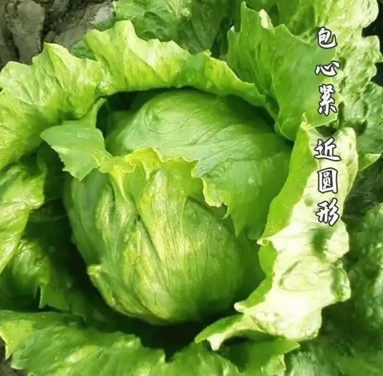【结球生菜种子】四季种植盆栽地栽阳台小院种植