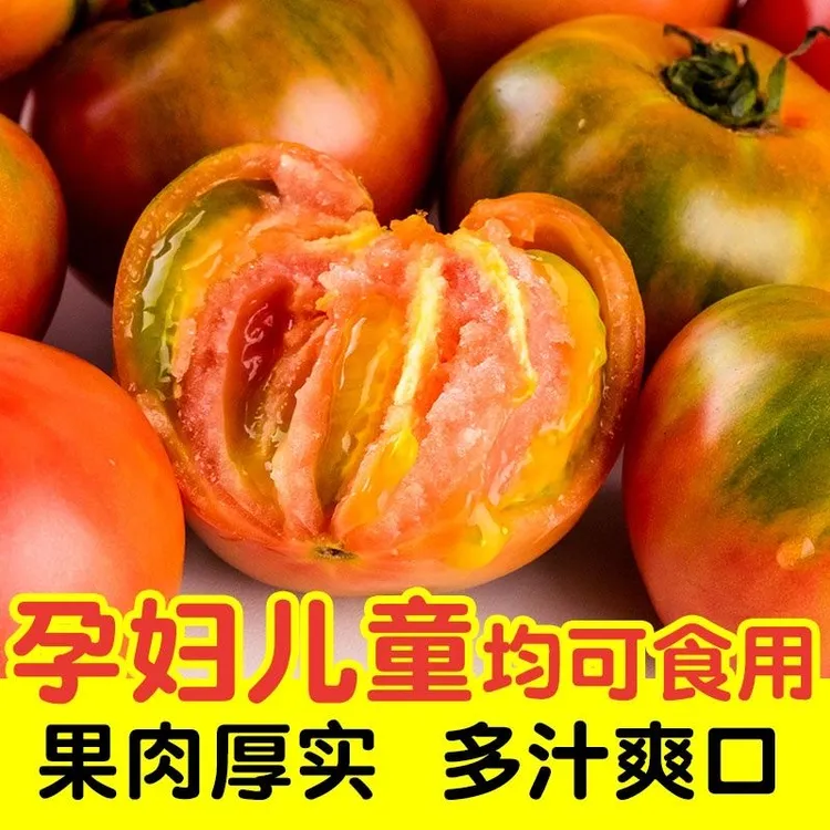 天然露天碱地种植草莓番茄铁皮柿子绿腚番茄