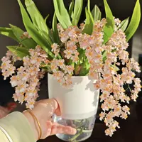 鲑鱼粉罗曼香梦香兰 （7支 送飞碟盆） 云南鲜花绿植