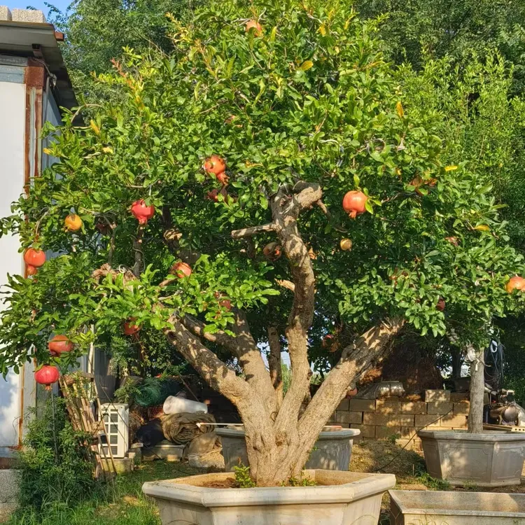 造型盆栽老桩盆景以直播间实物为准不包运石榴老桩盆栽