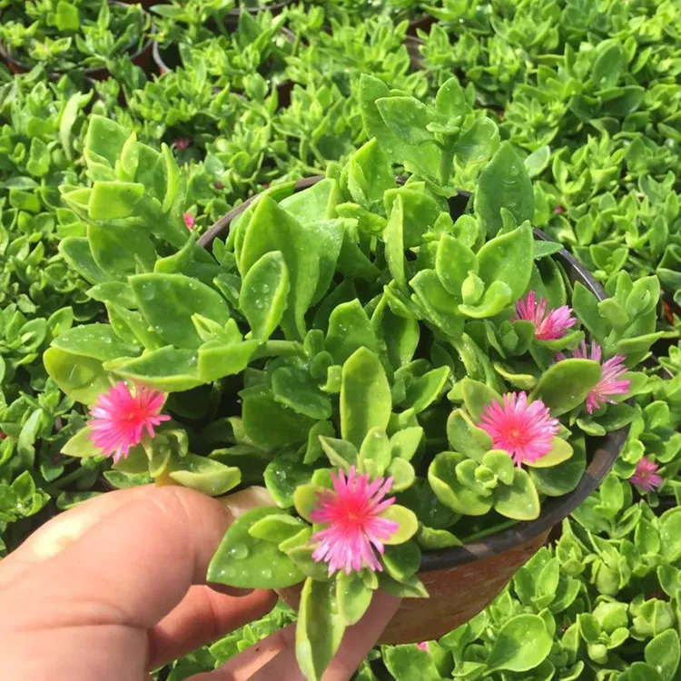 牡丹吊兰盆栽情人泪佛珠紫玄月吊竹梅吊兰绿萝心叶日中红宝石开花