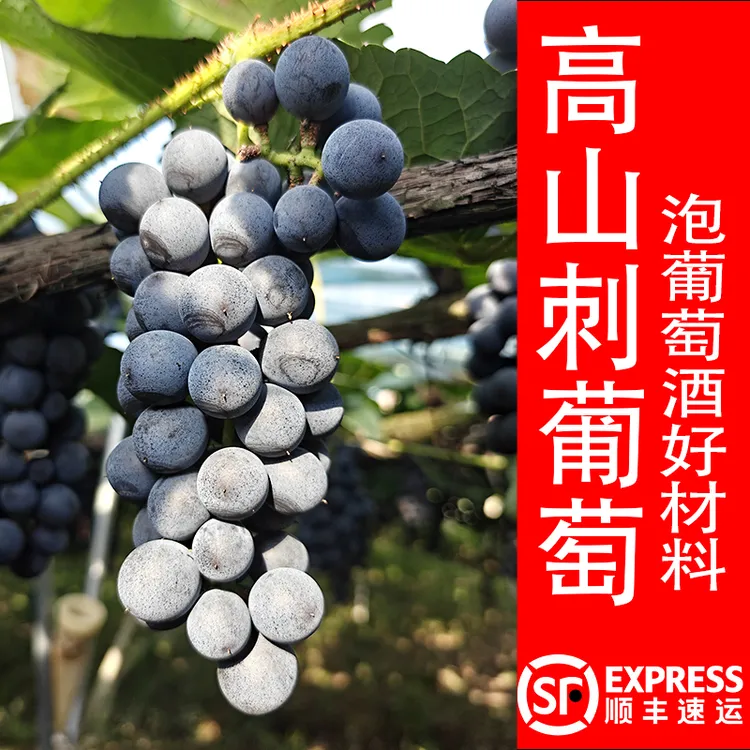【顺丰包邮】湖南怀化高山刺葡萄泡9好材料小时味道老品种新鲜葡萄