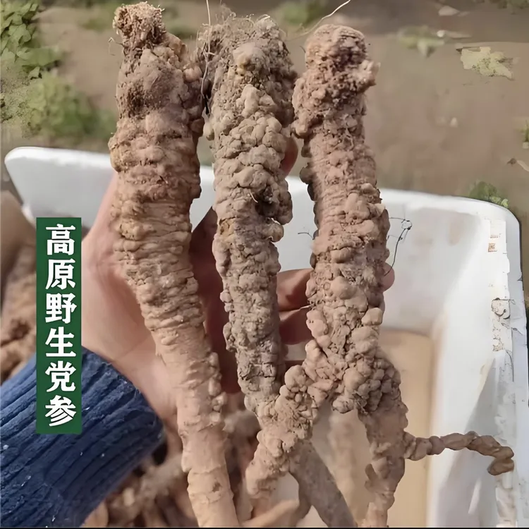 甘肃深山蛤蟆党传统滋补农产品