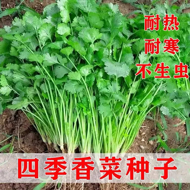【下单就发3包】大叶香菜种子四季速生大叶芫荽味浓阳台种植蔬菜籽