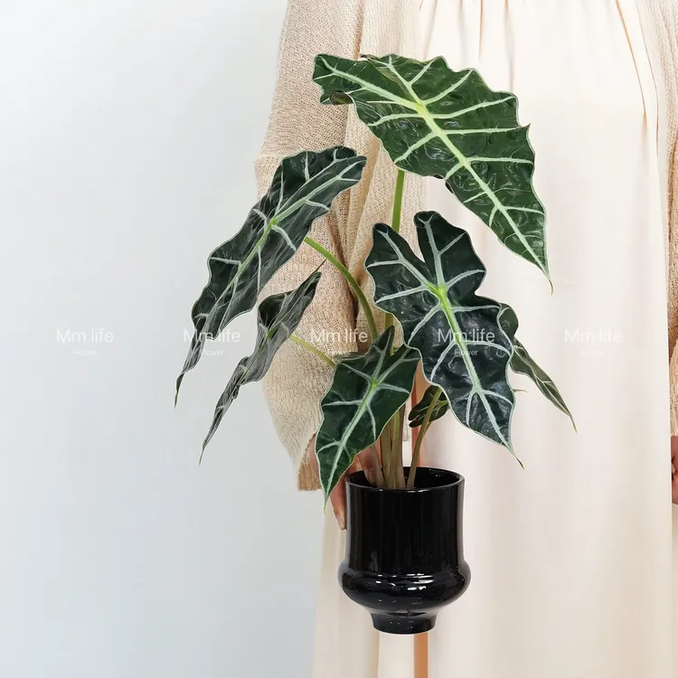非洲面具黑叶大仙女海芋观音莲室内绿植盆栽净化空气