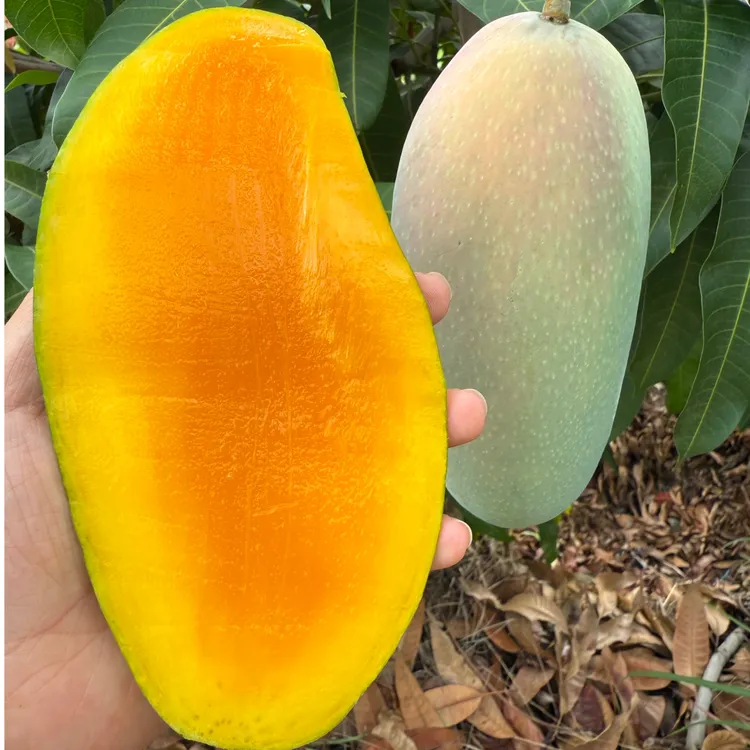 【放软食用】正宗攀枝花青皮金煌芒自家果园爆香爆甜