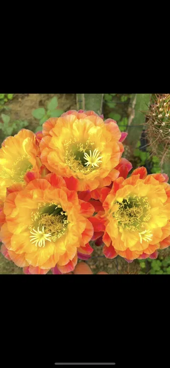大满贯毛花柱侧侧芽8厘米高