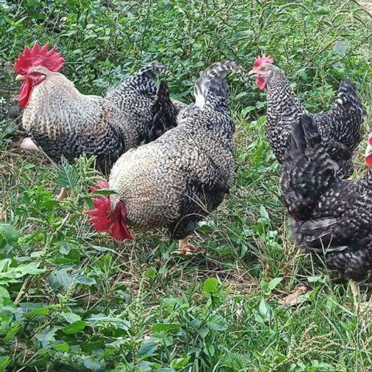 正宗农家散养土鸡蛋与绿壳乌鸡蛋混合装新鲜营养适合孕妇