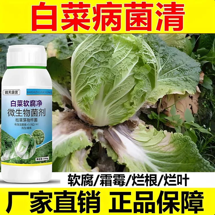 大白菜软腐病根腐软腐白斑角斑烧心黄叶病大白菜微生物菌剂正品