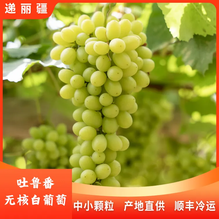 新疆吐鲁番当季新鲜水果无核白葡萄无籽皮薄脆顺丰冷运分仓发货