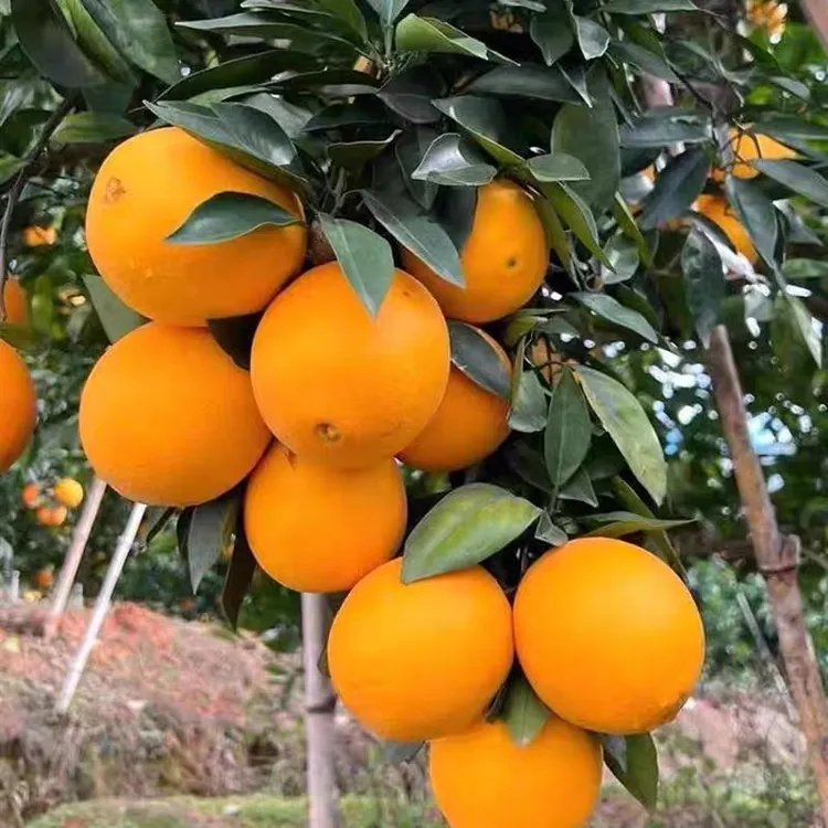 纽荷尔脐橙苗嫁接橙子树苗红江橙南方北方种植脐橙果树果苗结果快