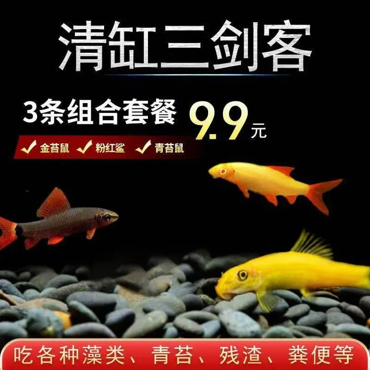 清洁工具彩虹鲨除藻净化鱼缸去除打扫鱼缸观赏鱼红米奇小精灵外塘
