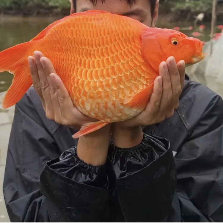 婺源荷包红鲤元宝鲤招财冷水耐养易养活包邮包活观赏鱼