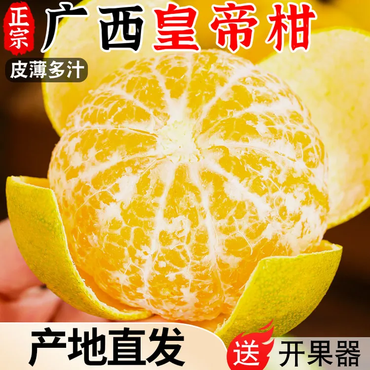 正宗广西皇帝柑新鲜橘子水果当季现摘蜜桔子贡柑甜橘老树大果包邮