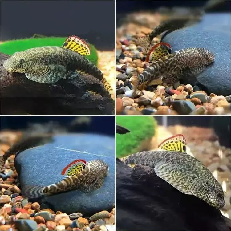 冷水清道夫麦氏吸鳅爬岩鳅鱼淡水观赏鱼溪流原生鱼除藻工具琵琶鱼