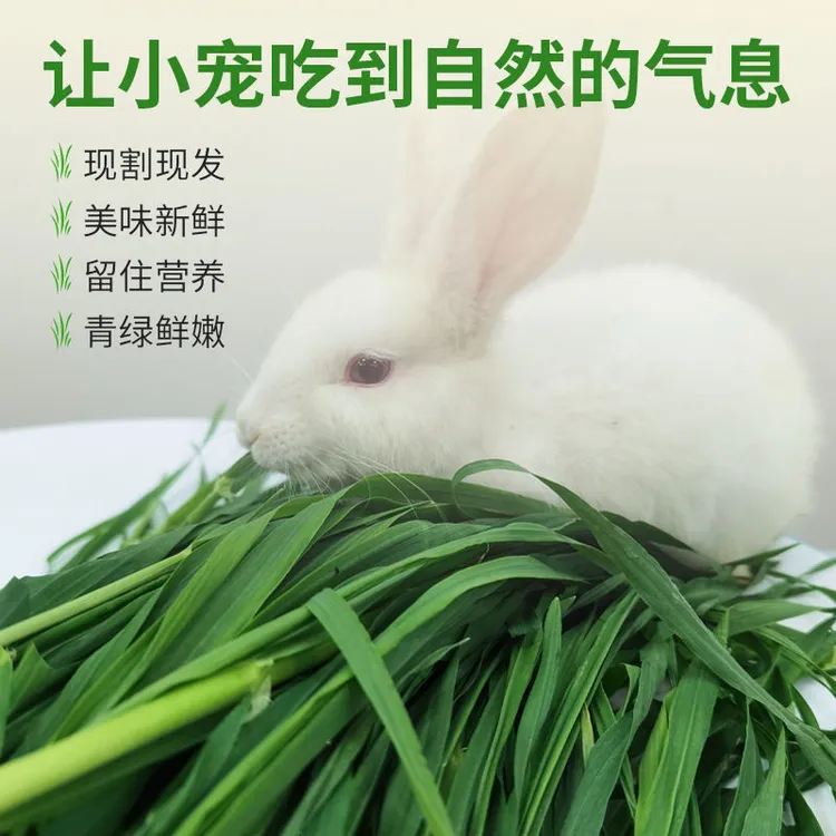 25年新鲜兔草甜象草食用牧宠物兔子龙猫荷兰猪豚鼠甜象草宠物食品