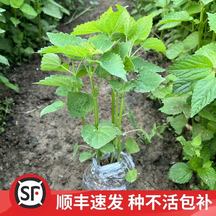 顺丰包邮河南特产食用藿香苗带土发货盆栽大棵栽培藿香苗新鲜食用