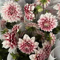 大丽花盆栽带花苞四季开花阳台庭院好养易活