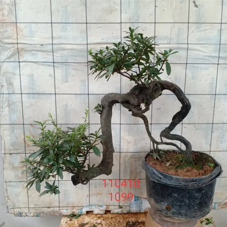 映山红老桩盆景老桩盆栽观花植物杜鹃盆景多样漂亮杜鹃花