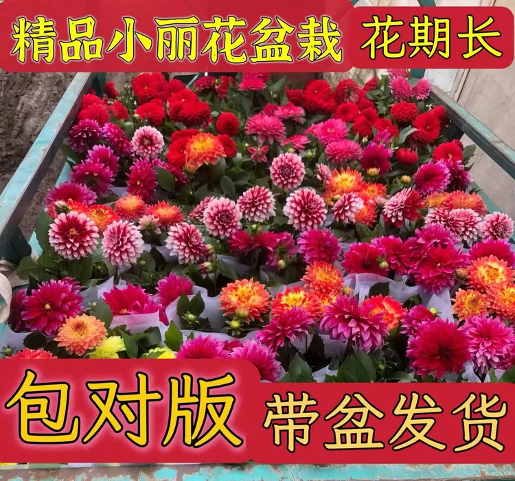 小丽花盆栽带花苞带花带盆发货四季好养阳台多年生重瓣大丽花易活