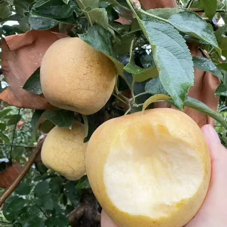 江苏维纳斯苹果脆甜多汁当季新鲜水果口感爽脆