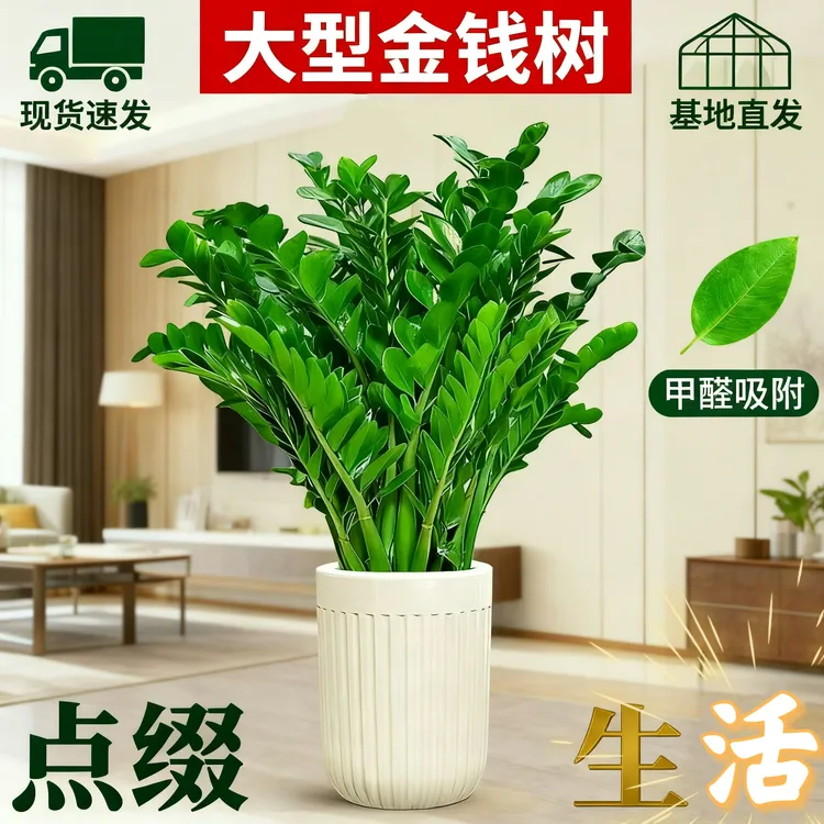 大型适合室内阳台客厅圆叶大型招财树金钱树室内绿植盆栽吸甲醛