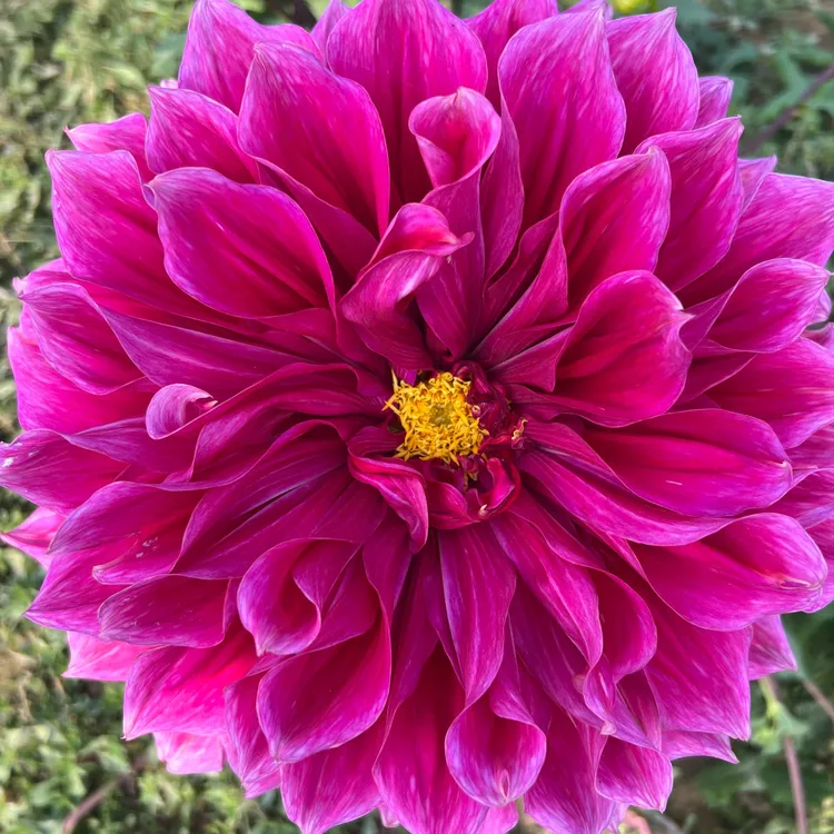 【紫如意】 进口大丽花种球对版发货