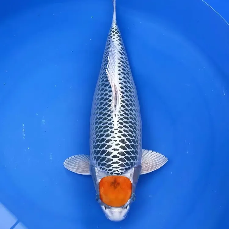 纯种孔雀锦鲤锦鲤观赏鱼丹顶淡水活体冷水观赏鱼鱼观赏鱼鹦鹉鱼