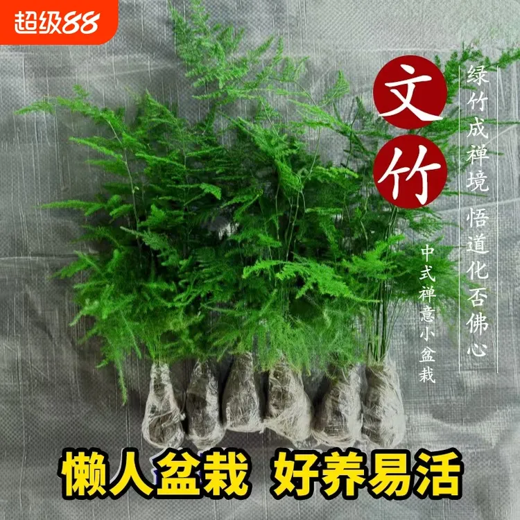 文竹盆栽植物室内办公室绿植阳台花卉好养盆景四季水培小苗吸甲醛